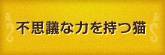 不思議な力を持つ猫 